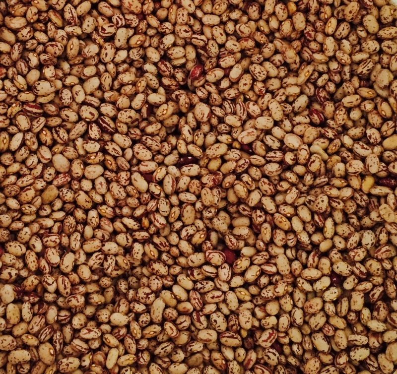 Catarino